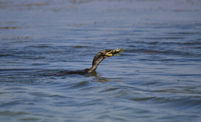 Great cormorant, a wonderful diver. The bird emerges from the depths of the sea with a caught fish in its beak. Excellent fishing, success of the fisherman.