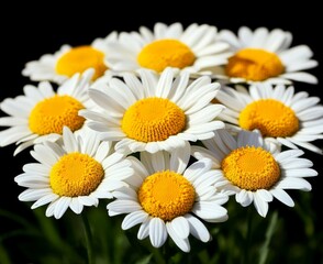 Obraz premium Close-up bouquet of white daisies on black background