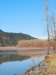 Beautiful view of the Fraser River at Island 22 Regional Park during a winter season in Chilliwack,...