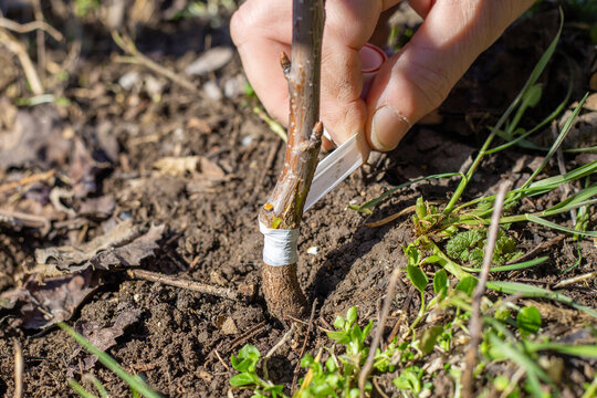 Gardener insulates graft with tape. Branches of scion and rootstock of fruit tree. Carrying out grafting of garden trees in spring