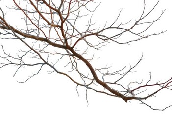 Obraz premium Bare, intricately branched tree limbs against pure white backdrop, flora, organic