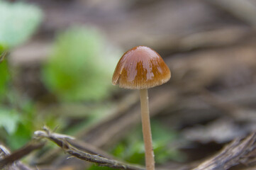 wet brown mushroom, shiny brown mushroom, mushroom in the forest, close-up of mycelia, forest floor