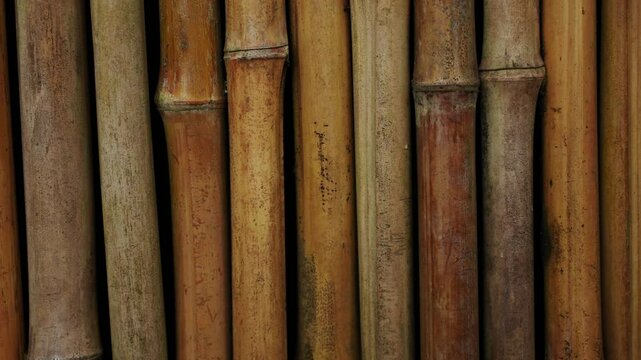 Natural bamboo background, texture, close-up. Bamboo wall. Bambusa vulgaris.