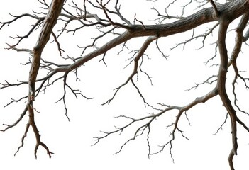Obraz premium Isolated tree branches against pure white backdrop, showcasing intricate textures and shapes, environment, branch