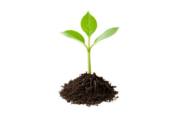 Seedling growth stages, plant development in soil in png