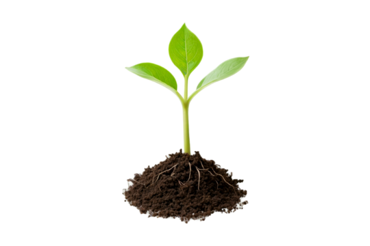 Seedling growth stages, plant development in soil in png