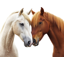 Intimate horse interaction friendship isolated on transparent background, png