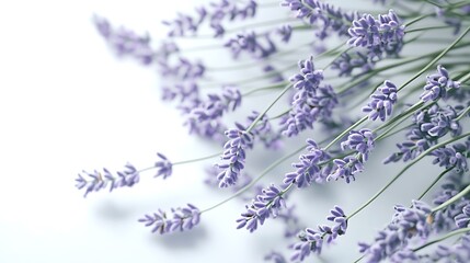 Obraz premium Realistic close-up of a lavender bouquet with individual flowers and stems, on a white background