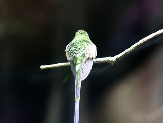 Green hummingbird resting on a branch, showing its back and long tail