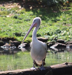 Obraz premium Pelican standing on a log near a pond
