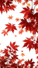 Vibrant red and orange maple leaves falling against a pure white backdrop, single leaf,fall