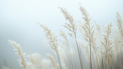 Fototapeta premium Foggy spring field with grass and wildflowers on a gray background. Soft morning spring fog. Natural background. Spring nature in pastel gentle tones. Atmosphere of a foggy morning.