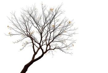 Obraz premium A lone deciduous tree, branches reaching skyward against pure white, studio shot, plant