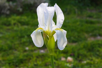 Vertical image of Florentine iris (Iris 'Florentina'), the source of the fragrance fixative orris...