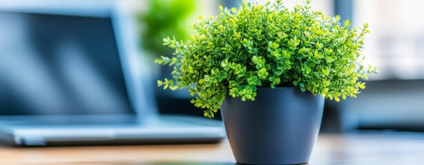 A modern office setup with wooden desks, plants, and computers, designed to promote productivity and ensure a clean, airy atmosphere