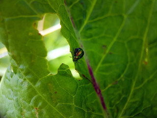 dock beetle on leaf