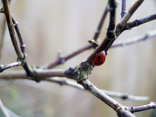 Ladybird on leaf spring