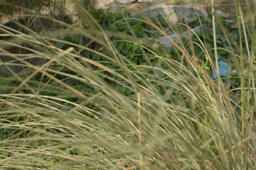 grass in the wind