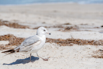 seagull standing on beach