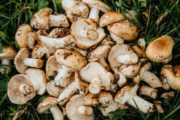 Close-Up of Vibrant Orange Wild Mushrooms Growing Naturally in Forest Environment Captured with Generative AI