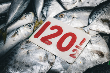 Alumahan Long jawed Mackerel Manila Philippines January 22 2025 