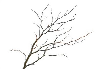Obraz premium Bare, twisted branches isolated against a pure white backdrop, form, detail