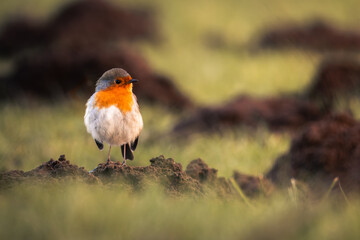 European robin standing on a small mound in a green meadow