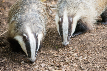 Two European Badgers Foraging for Food in the Ground