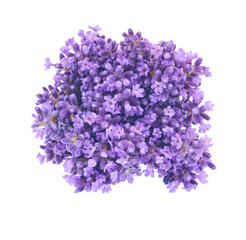 Bunch of lavender flowers isolated on white. Top view