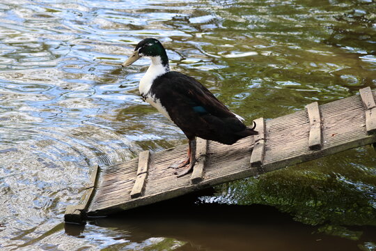 duck on reck