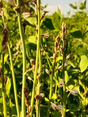 asphodelus tenuifolius flower or onionweed flower pattern in the garden 