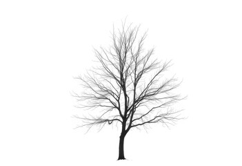 Fototapeta premium Lone deciduous tree, stark branches against pure white, single, graphic