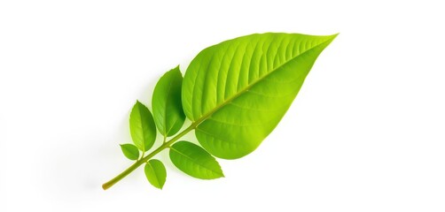 Single vibrant green plant, isolated on pure white backdrop, botany, sprout