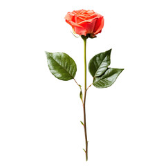 a single rose with a stem and leaves