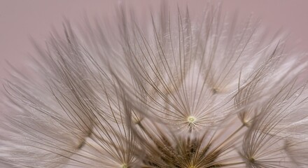 Fototapeta premium Dandelion Seed Head Close-up with Delicate Plumes and Pink Background