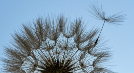 Dandelion Seed Head Close-up with Single Seed Drifting Against Blue Sky