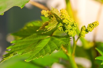 Grape vine flower buds bursting into bloom in the spring sunshine herald a good harvest.