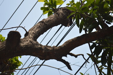 beautiful botanical shot, natural wallpaper