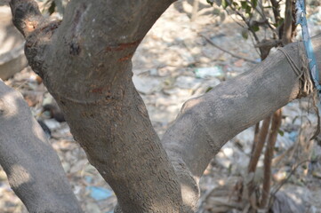 Tree trunk in the woods. Tree trunk closeup and blurred nature background. close up of tree bark in forest background