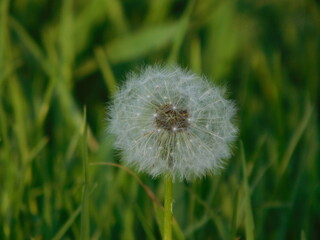 dandelion on green background