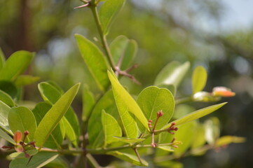 spring green leaves on a tree branch over sunny bokeh background close-up.Blurred space for your text.