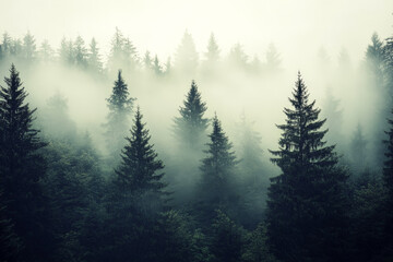 Fototapeta premium Misty landscape with mountains and dark moody fir forest in hipster vintage retro style