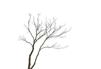 Fototapeta premium Single deciduous tree, stark branches against bright white, leaves, background