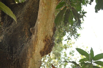 Tree trunk in the woods. Tree trunk closeup and blurred nature background