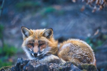 der träumende Fuchs