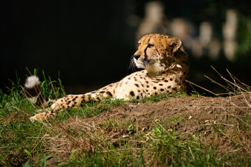 Portrait eines Geparden © Matthias