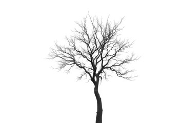 Obraz premium A lone tree, branches reaching skyward, stark against a pure white backdrop, wood, picture