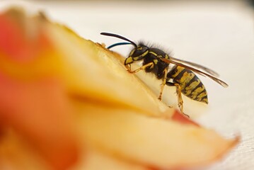 Wespe am Obst