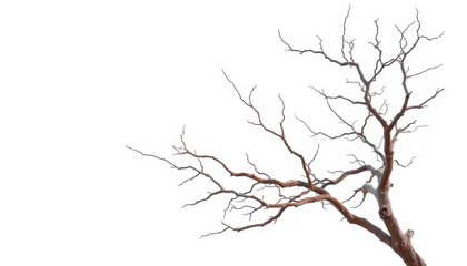 Obraz premium Bare, gnarled branches isolated against a pure white backdrop, line, abstract
