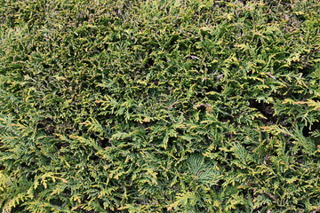 A bush with green leaves and brown tips
